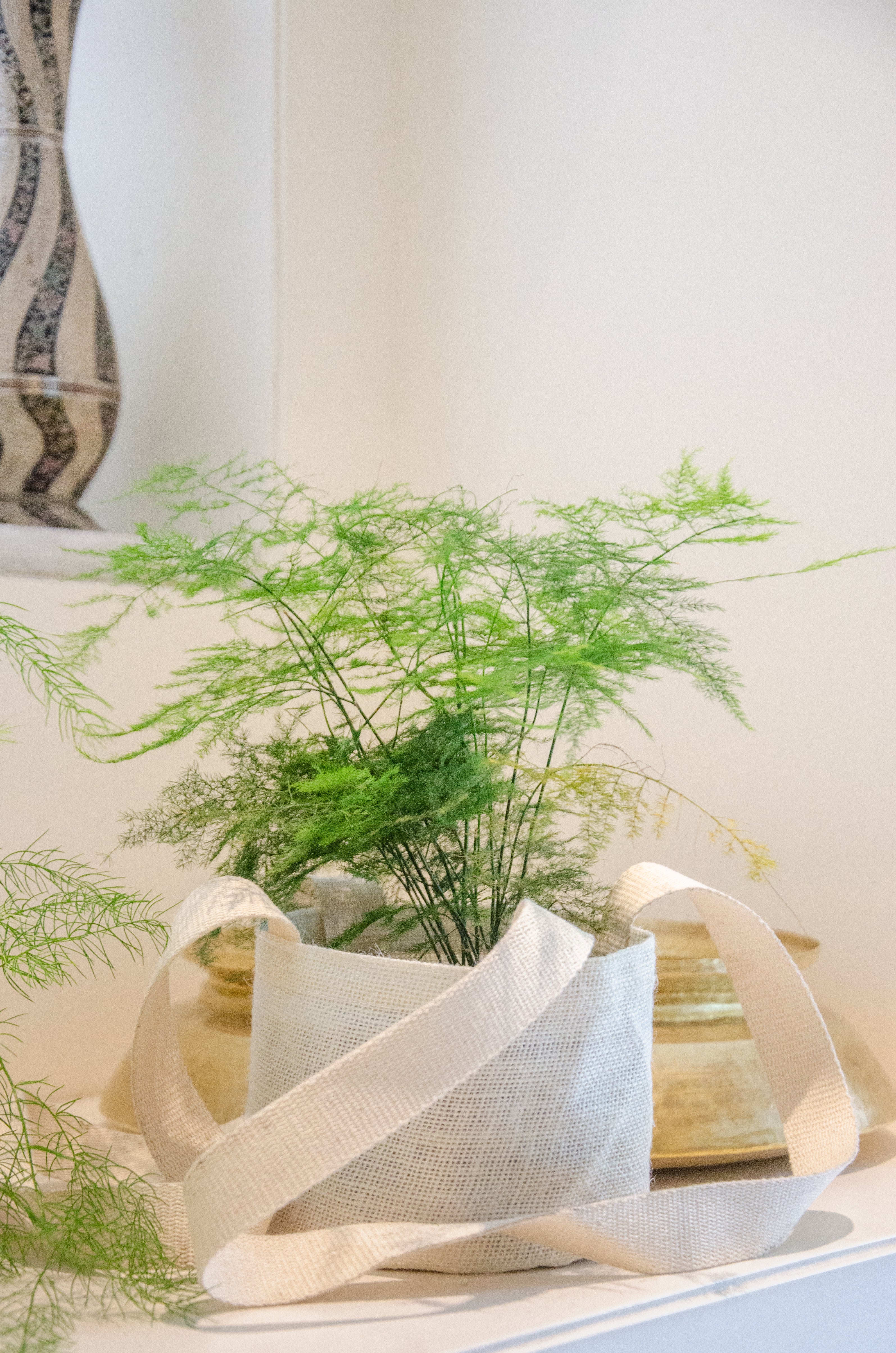 Common Asparagus Fern